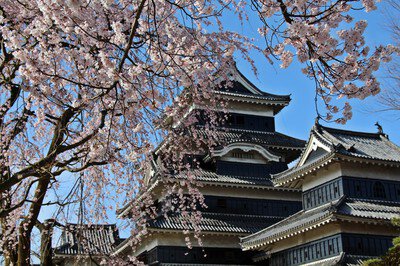 国宝 松本城の桜
