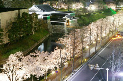 国宝 松本城の桜