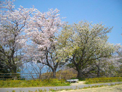 老の山公園の桜