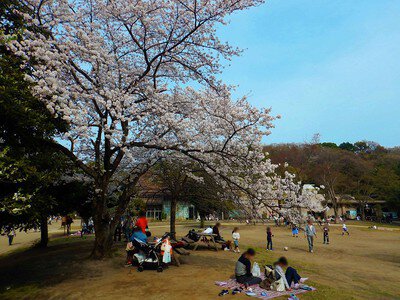 生田緑地の桜