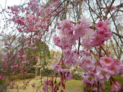 生田緑地の桜