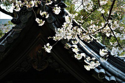 大阪天満宮の桜