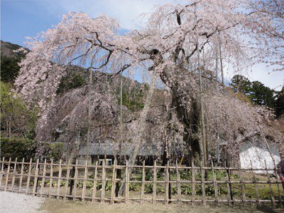 清瀧寺徳源院の桜