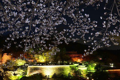 霞ヶ城公園の桜