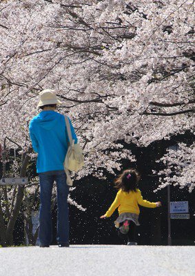 神戸総合運動公園の桜