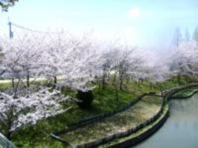 白鷺公園の桜