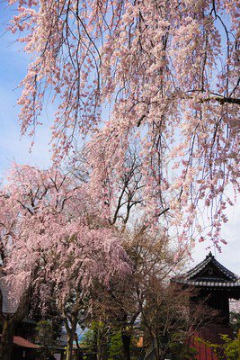 廣瀬神社の桜