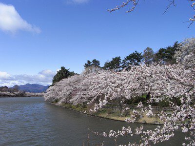 高松公園の桜