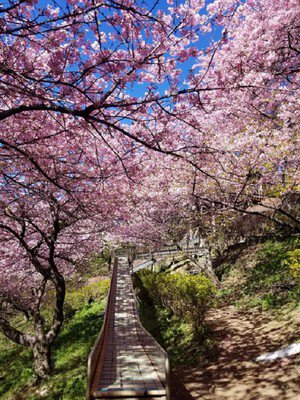 西平畑公園の桜