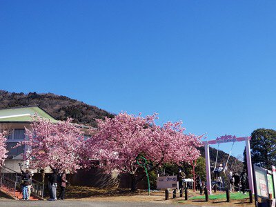 西平畑公園の桜