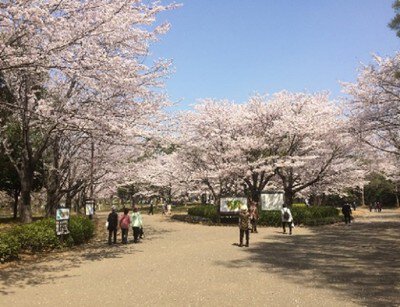 青葉の森公園の桜