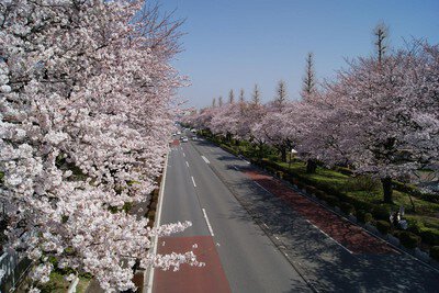 国立市大学通り・さくら通りの桜