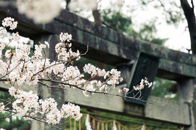 久留米城跡の桜