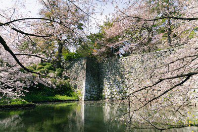 久留米城跡の桜