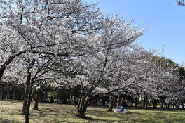 園内に植えられた桜並木