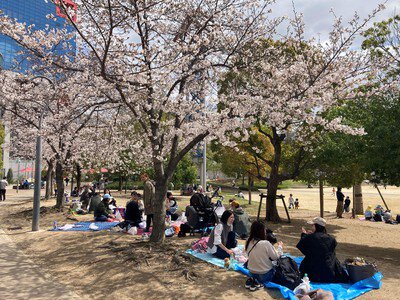 扇町公園の桜
