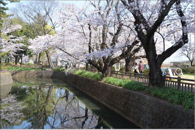 城之内公園の桜
