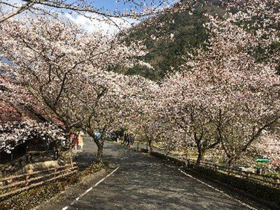 大原湖(佐波川ダム)の桜