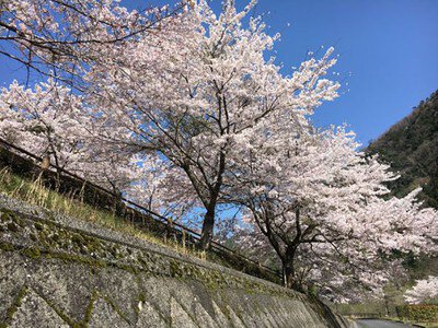 大原湖(佐波川ダム)の桜