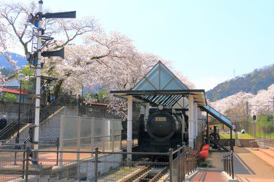山北鉄道公園(御殿場線沿い桜並木の通り)の桜