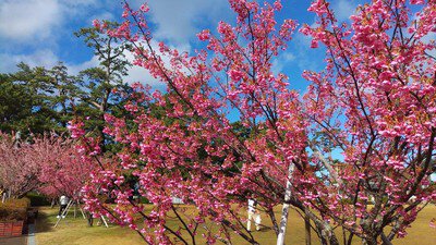 松原公園の桜