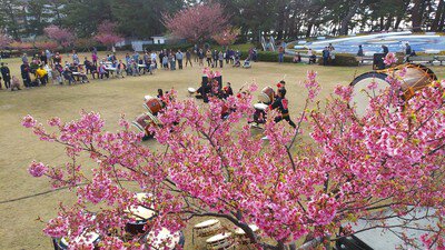 松原公園の桜