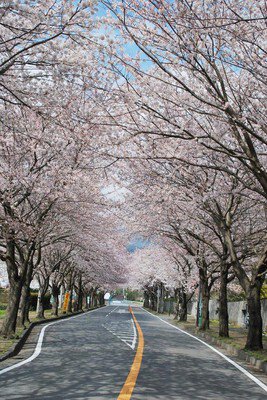 小田原フラワーガーデンの桜