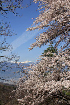 山の神千本桜