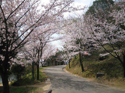 丸山公園の桜