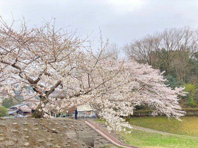 定光寺公園の桜