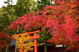 奈良鳥居の紅葉
