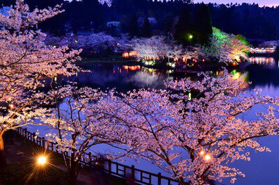八鶴湖畔の桜