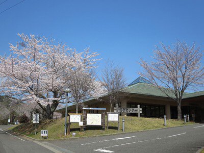 内浦山県民の森の桜