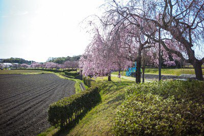 千鳥川桜堤公園の桜