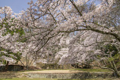 特別史跡旧閑谷学校の桜
