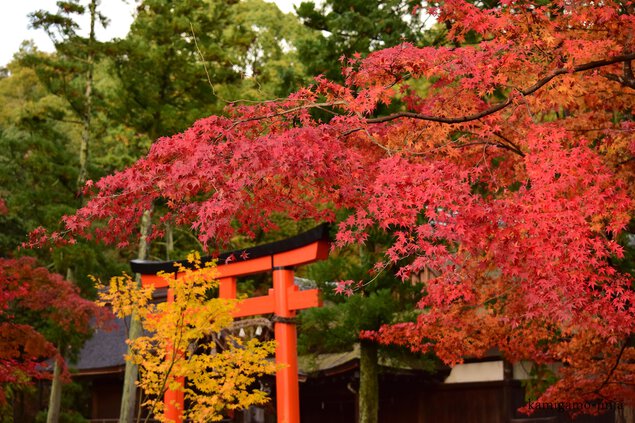 奈良鳥居の紅葉