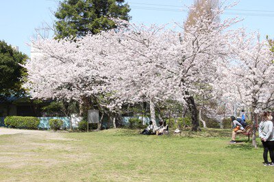 津偕楽公園の桜