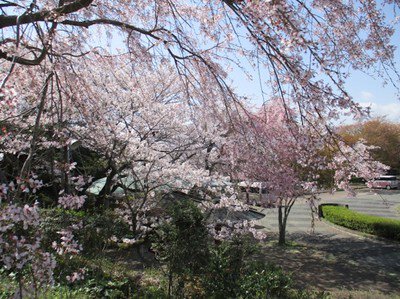 眉山公園の桜