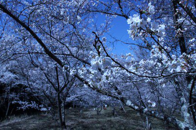 苗木さくら公園の桜