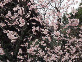 鐘楼付近の早咲きの桜