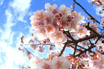 糸川遊歩道の桜