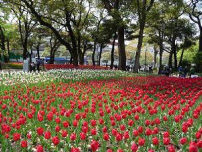 横浜公園の桜