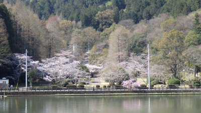 滝の宮公園の桜