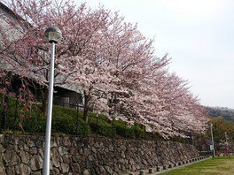 石垣沿いに咲き誇る桜も風情がある