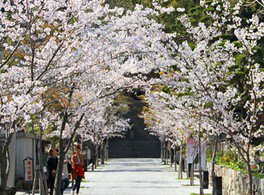 満開の時期には参道に桜のトンネルができる