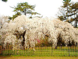 しだれ桜を含めて約1000本の桜がある