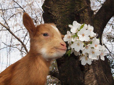 埼玉県こども動物自然公園の桜