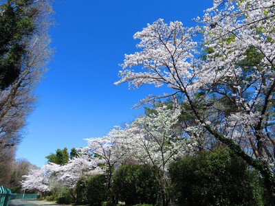 埼玉県こども動物自然公園の桜