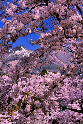 亀ヶ城跡の桜
