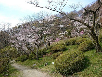 枚岡公園の桜